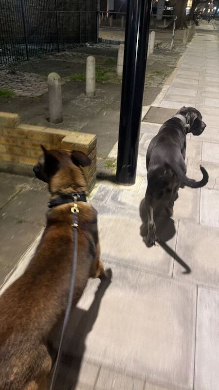 Cane corso x belgian Malinois puppies - Image 2 of 6