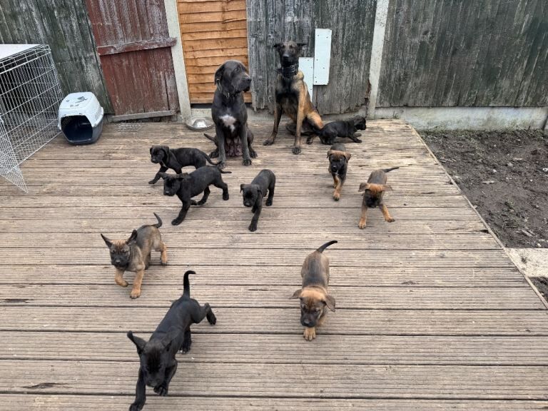 Cane corso x belgian Malinois puppies - Image 3 of 6