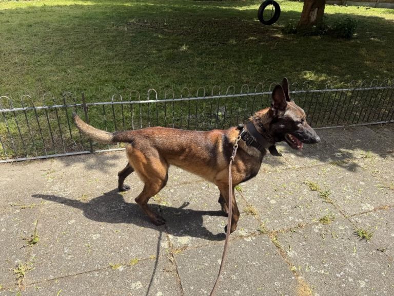 Cane corso x belgian Malinois puppies - Image 4 of 6