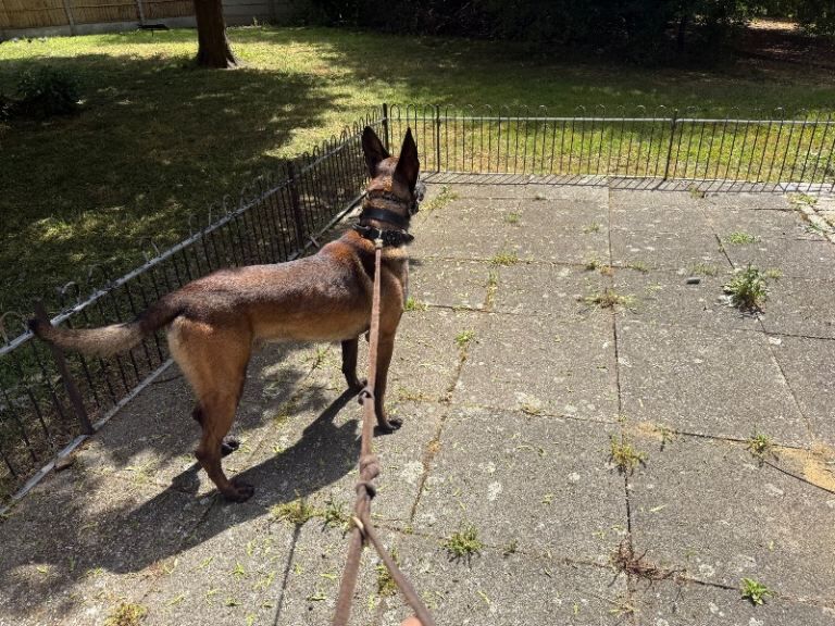 Cane corso x belgian Malinois puppies - Image 5 of 6