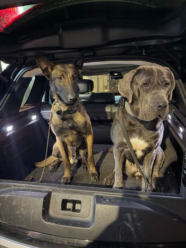 Cane corso x belgian Malinois puppies - Image 6 of 6