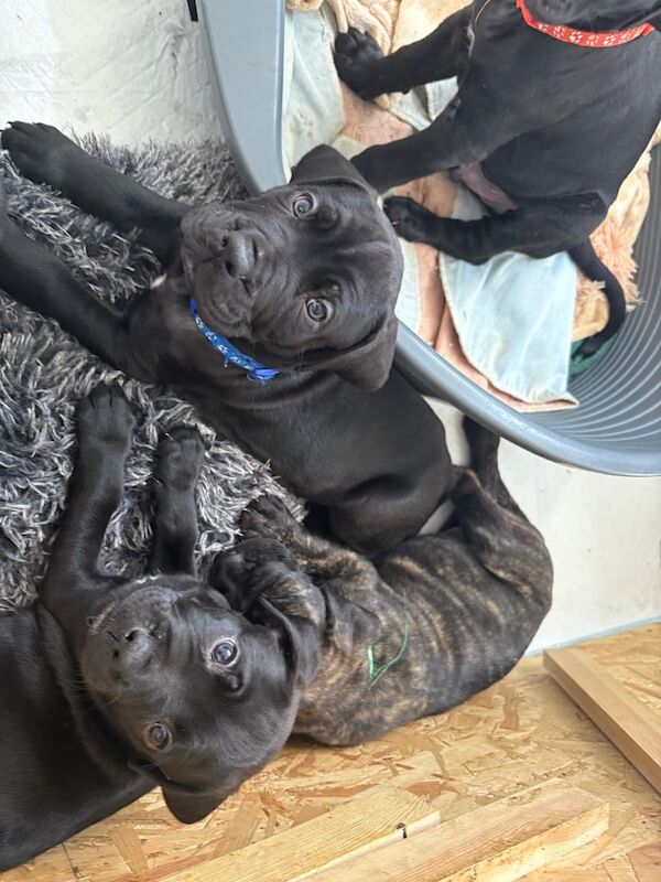 Cane Corso puppies for sale in Catterick Garrison, North Yorkshire – 7 weeks old