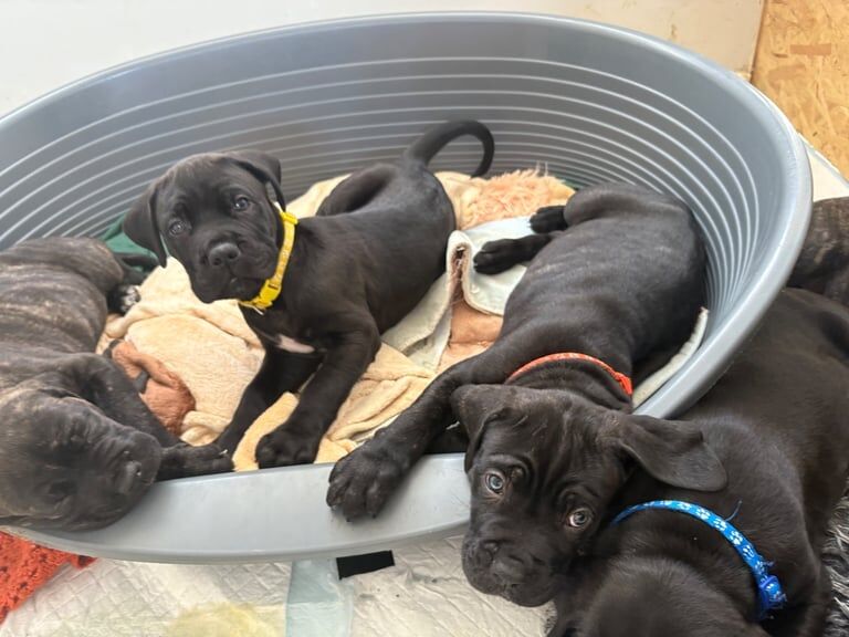 Cane Corso puppies for sale in Catterick Garrison, North Yorkshire – 7 weeks old - Image 2 of 3