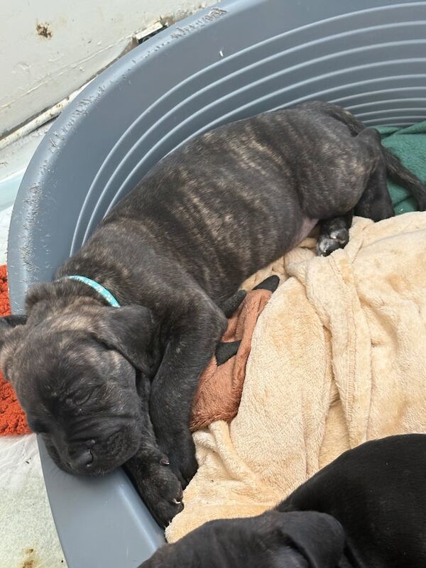 Cane Corso puppies for sale in Catterick Garrison, North Yorkshire – 7 weeks old - Image 3 of 3