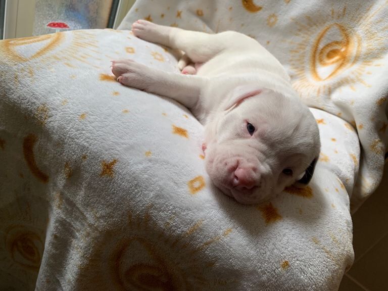 Cane corso x bull breed - Image 3 of 3