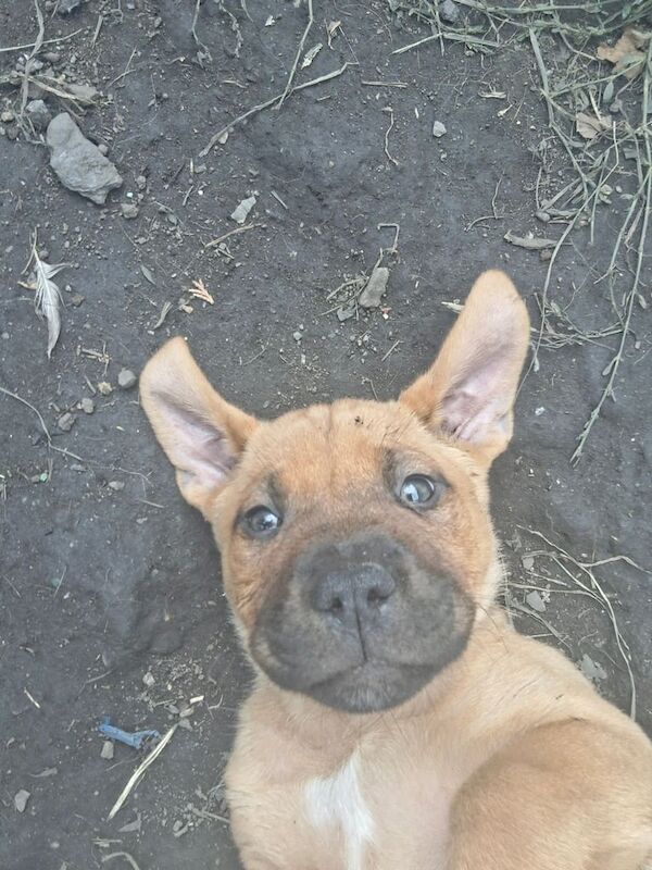 Cane Corso puppies for sale in Dewsbury, West Yorkshire – 9 weeks old