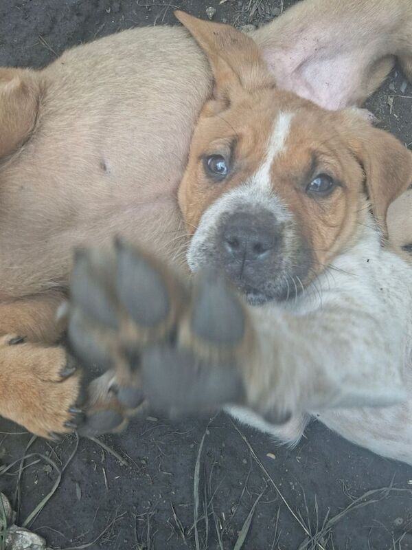 Cane Corso puppies for sale in Dewsbury, West Yorkshire – 9 weeks old - Image 3 of 3
