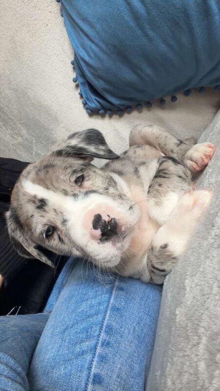cane corso x bully mix