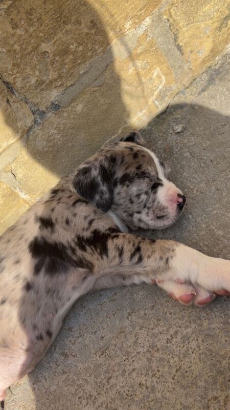 cane corso x bully mix - Image 2 of 3