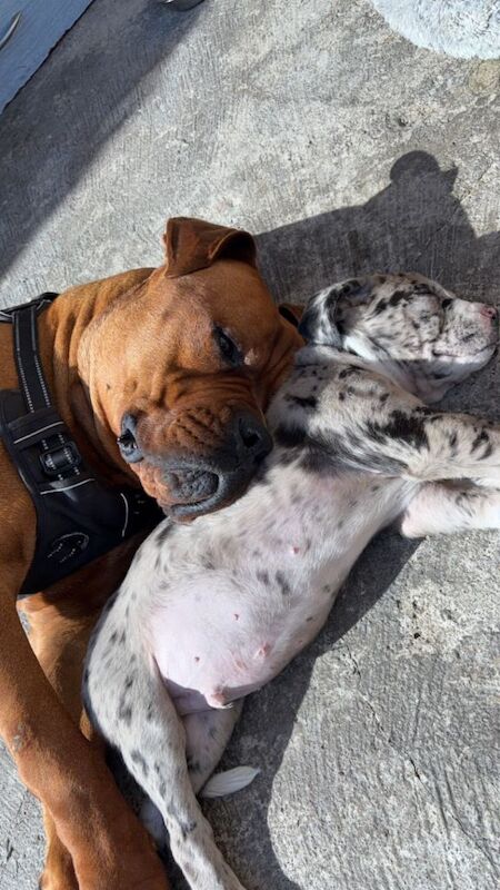 cane corso x bully mix - Image 3 of 3