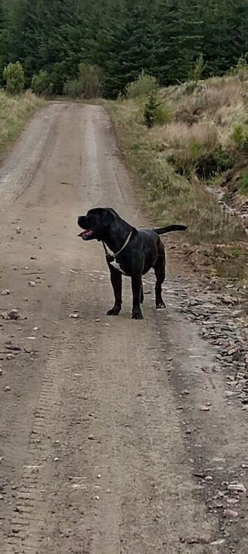 Cane corso x by dog de bourdeoux