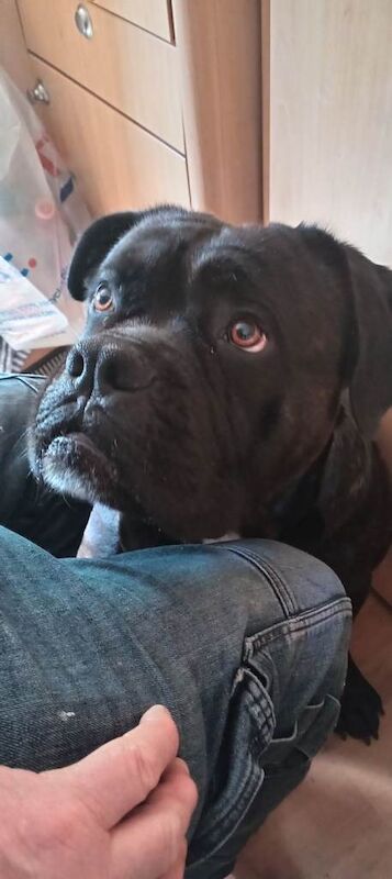 Cane corso x by dog de bourdeoux - Image 2 of 5