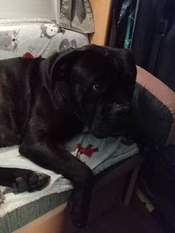 Cane corso x by dog de bourdeoux - Image 3 of 5