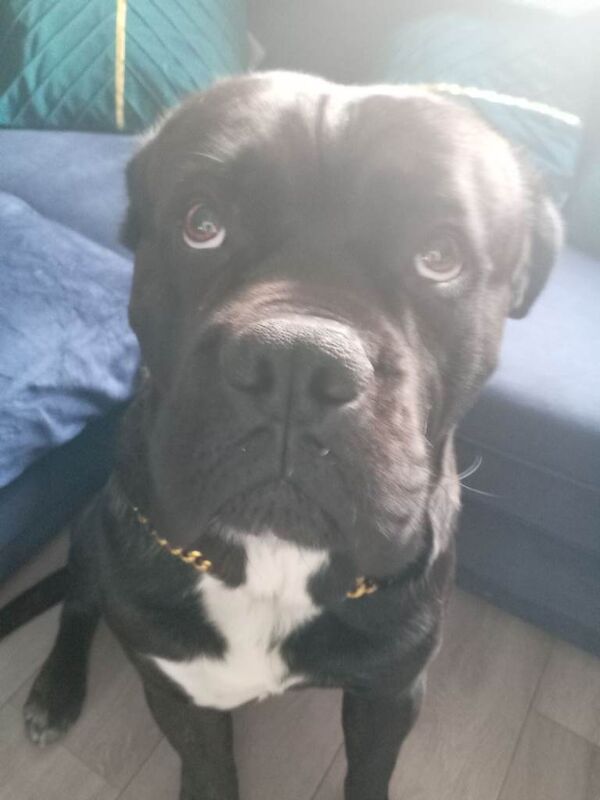 Cane corso x by dog de bourdeoux - Image 5 of 5
