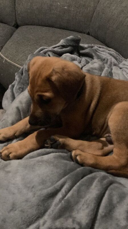 Cane Corso X Doberman puppy