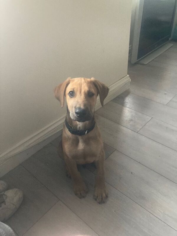 Cane Corso X Doberman puppy - Image 2 of 4