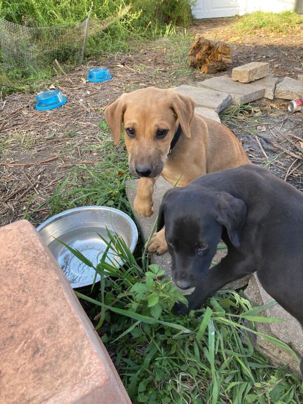Cane Corso X Doberman puppy - Image 3 of 4