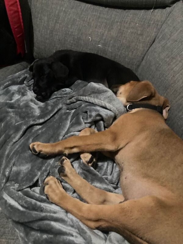 Cane Corso X Doberman puppy - Image 4 of 4