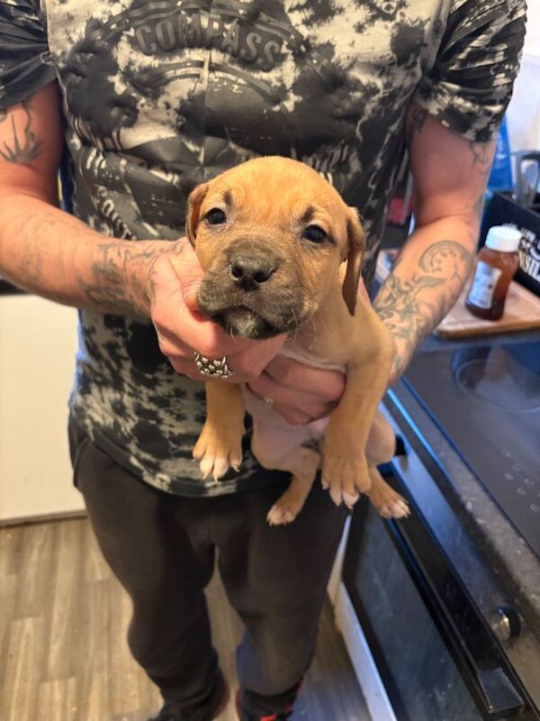 Cane Corso puppies for sale in Great Yarmouth, Norfolk – 7 weeks old