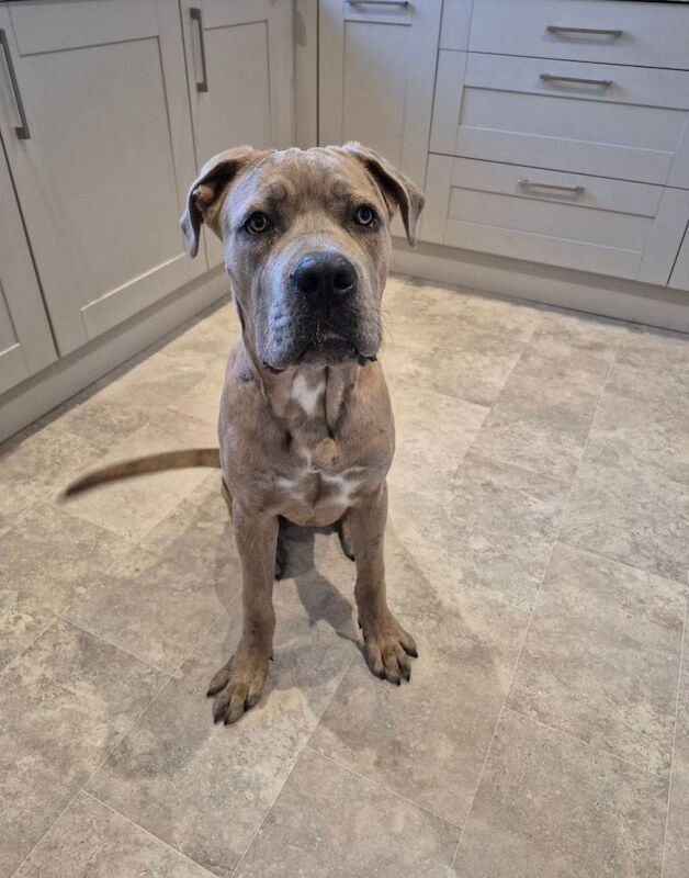 Cane Corso puppies for sale in Consett, Durham – 11 months old