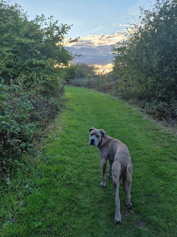 Cane Corso puppies for sale in Consett, Durham – 11 months old - Image 2 of 3