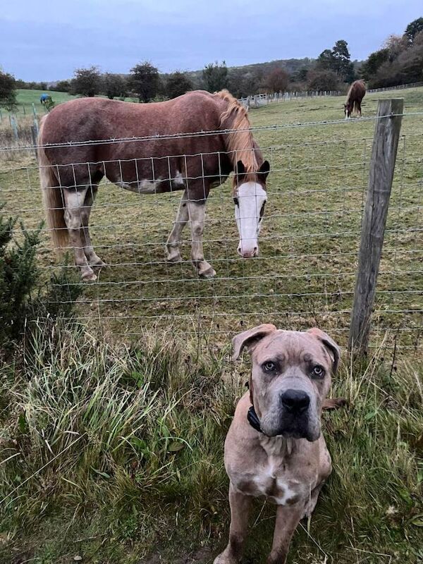 Cane Corso puppies for sale in Consett, Durham – 11 months old - Image 3 of 3