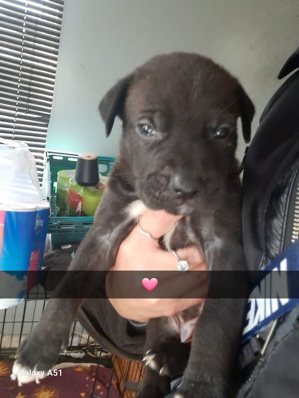 Cane Corso puppies for sale in Thrybergh, South Yorkshire – 4 weeks old