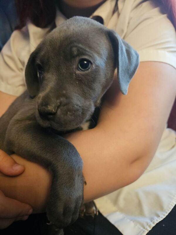 Cane corso x neo x great dane