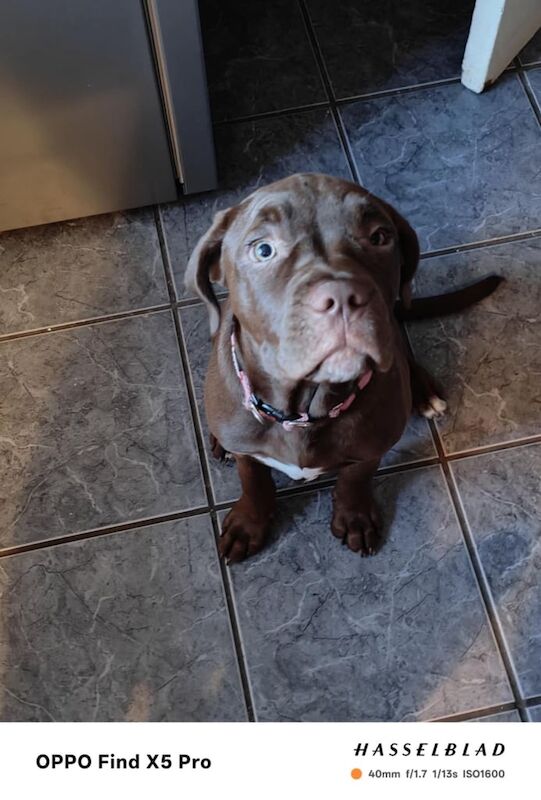 Cane Corso puppies for sale in Torquay, Devon – 4 months old