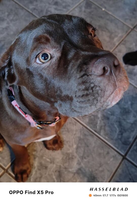 Cane Corso puppies for sale in Torquay, Devon – 4 months old - Image 2 of 3