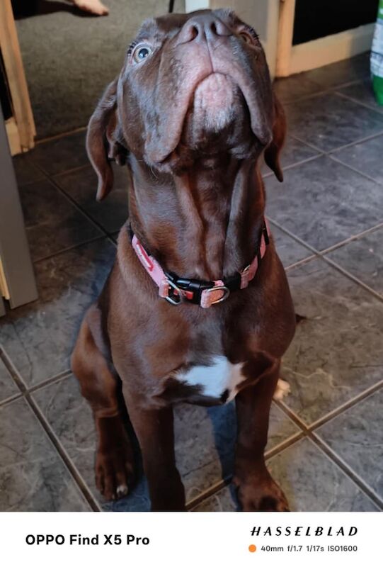 Cane Corso puppies for sale in Torquay, Devon – 4 months old - Image 3 of 3