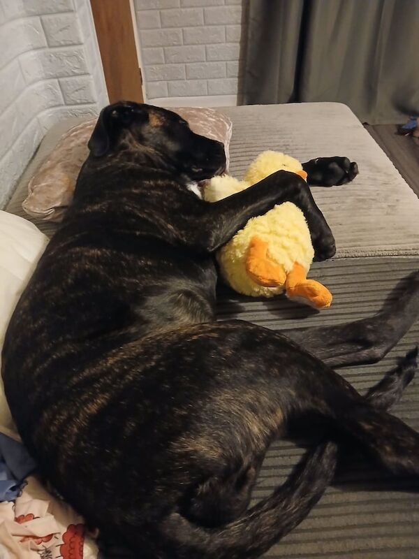 Cane corso x presa canario for sale in Southampton, Hampshire