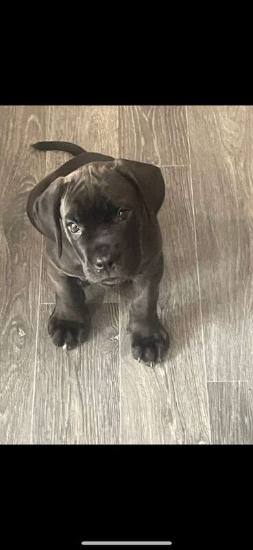 Cane Corso puppies for sale in Farnworth, Greater Manchester – 11 weeks old
