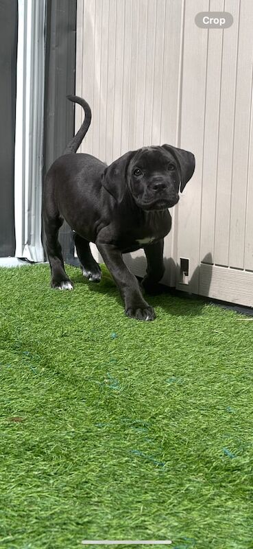 Cane Corso puppies for sale in Farnworth, Greater Manchester – 11 weeks old - Image 2 of 3