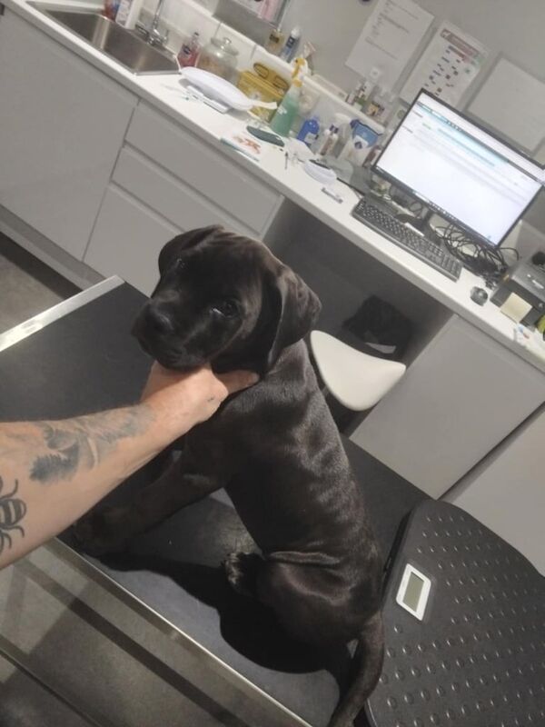 Cane Corso puppies for sale in Farnworth, Greater Manchester – 11 weeks old - Image 3 of 3