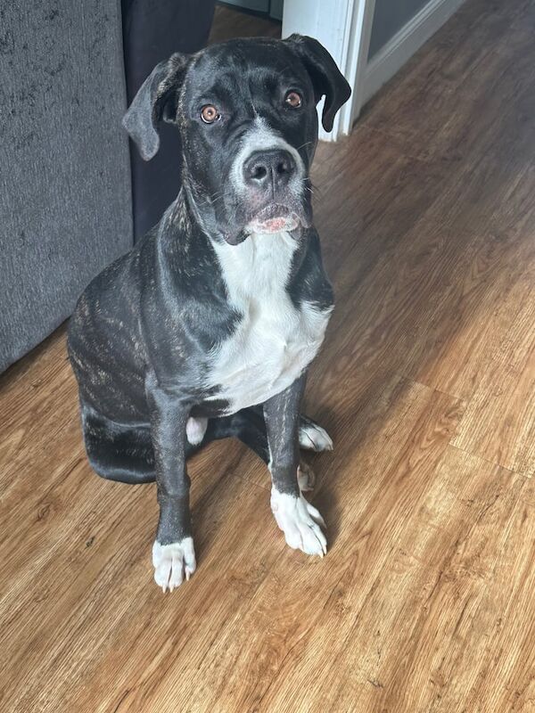 Cane Corso puppies for sale in Milborne Port, Somerset – 6 months old