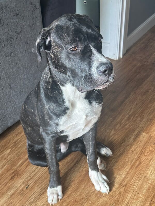 Cane Corso puppies for sale in Milborne Port, Somerset β 6 months old - Image 2 of 3