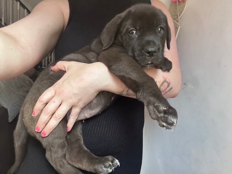 Cane Corso puppies for sale in Farnworth, Greater Manchester – 7 weeks old