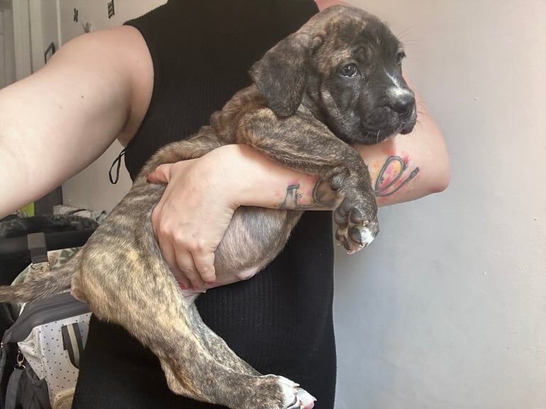Cane Corso puppies for sale in Farnworth, Greater Manchester – 7 weeks old - Image 2 of 3
