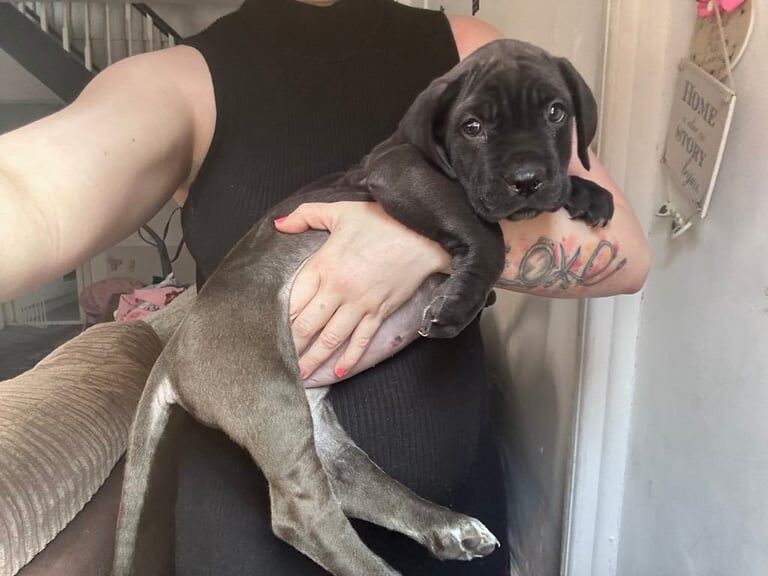 Cane Corso puppies for sale in Farnworth, Greater Manchester – 7 weeks old - Image 3 of 3