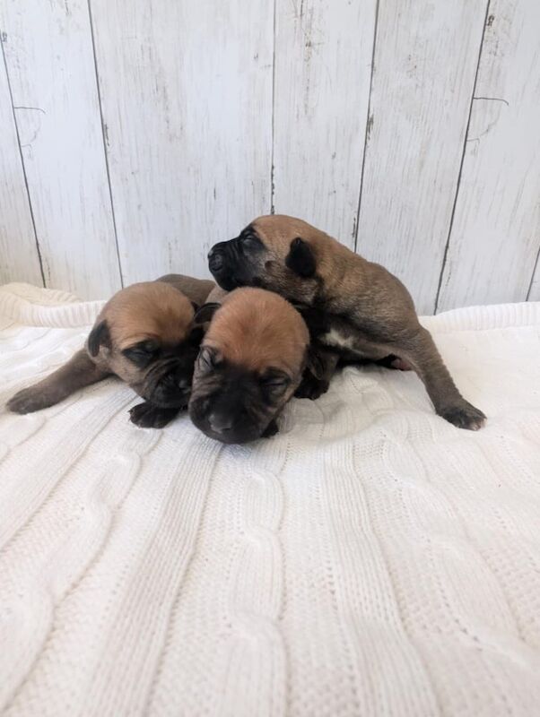 Cane Corso x Pressa canario puppys for sale in Middlesbrough, North Yorkshire