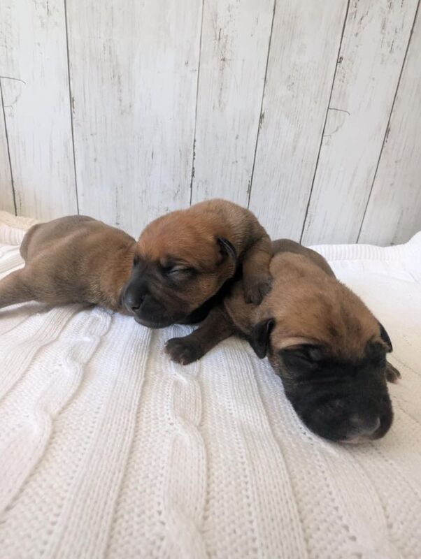 Cane Corso x Pressa canario puppys for sale in Middlesbrough, North Yorkshire - Image 2