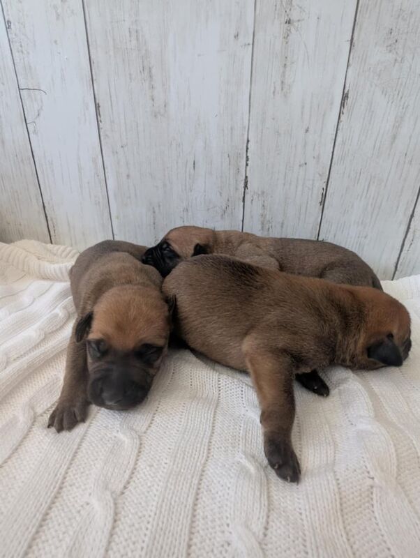 Cane Corso x Pressa canario puppys for sale in Middlesbrough, North Yorkshire - Image 3