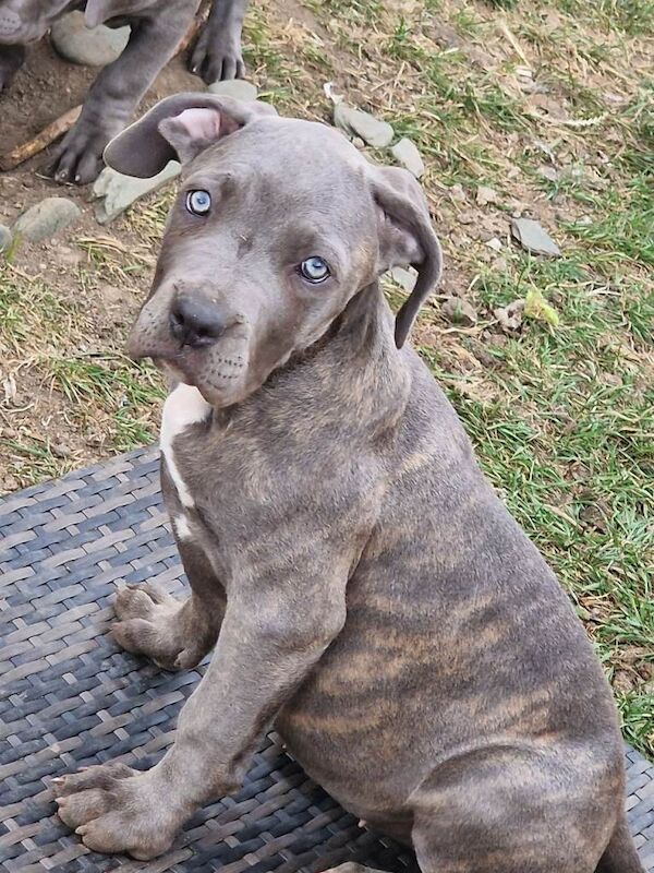 Cane corso x pupps