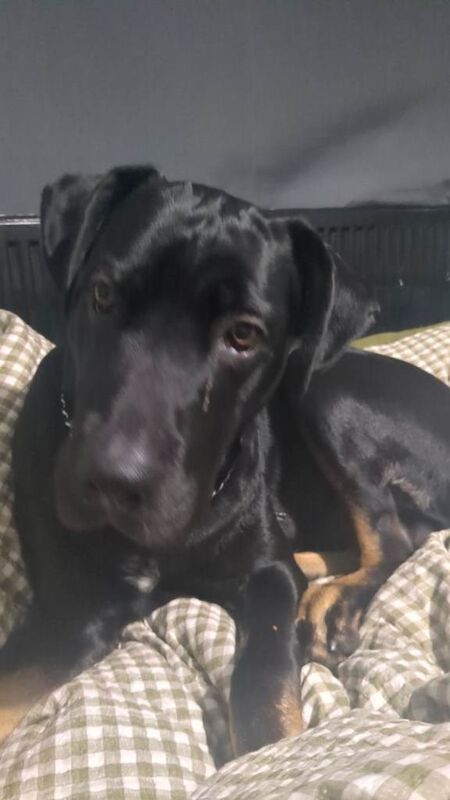 Cane corso x rottweiler
