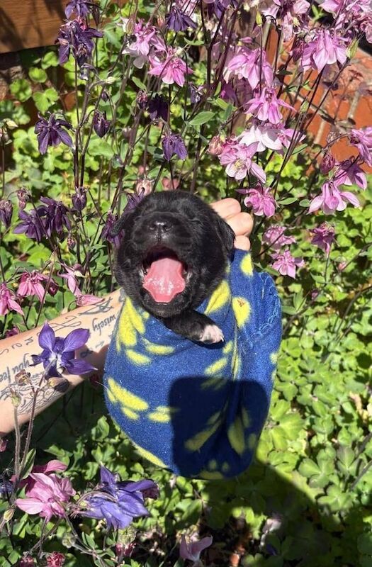 Cane corso X Rottweiler puppies for sale in Heanor, Derbyshire