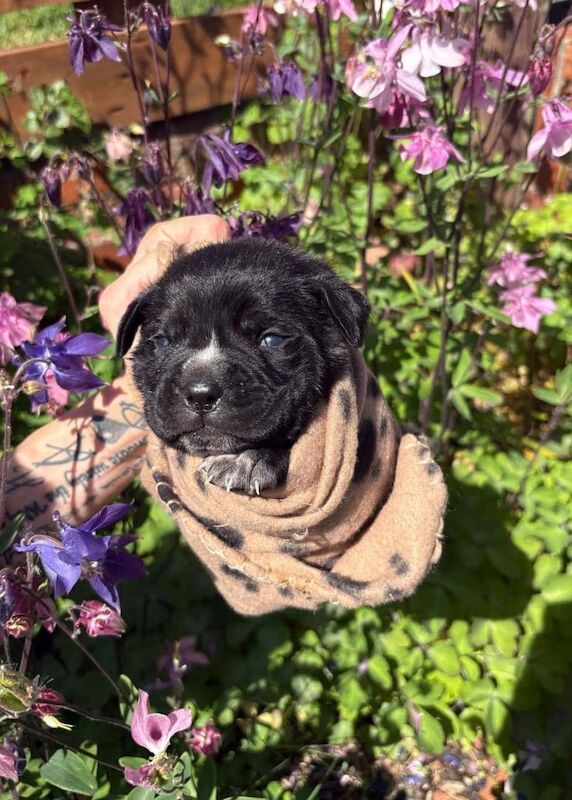 Cane Corso puppies for sale in Heanor, Derbyshire β 7 months old - Image 2 of 3