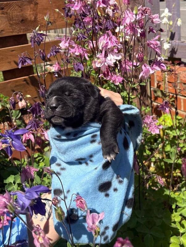 Cane Corso puppies for sale in Heanor, Derbyshire β 7 months old - Image 3 of 3