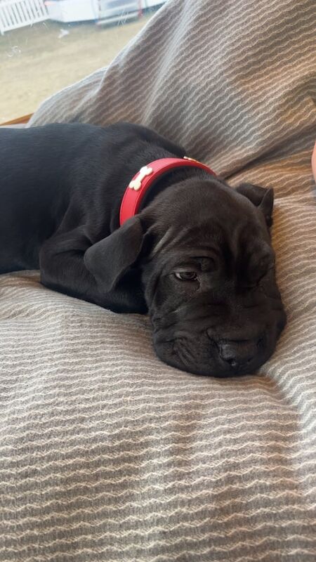 Cane Corso puppies for sale in Erdington, West Midlands – 3 months old