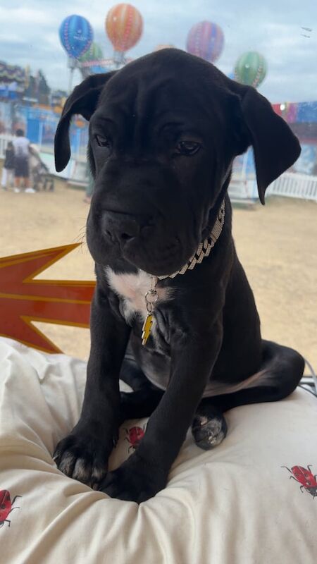 Cane Corso puppies for sale in Erdington, West Midlands – 3 months old - Image 2 of 3